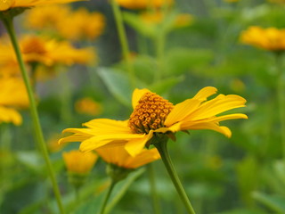 Blühende Sommerblume: Garten-Sonnenauge (Heliopsis helianthoides)