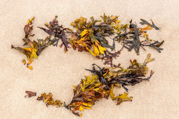 Close up of orange seaweed on fine sandy beach seen from above. © Pebo