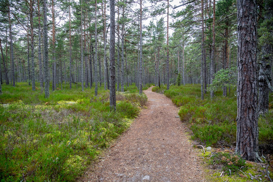 Perspective of walking trail in a pine forest at Gotska sandon national park Sweden.
