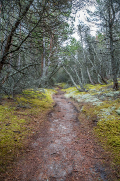 Perspective of walking trail in a pine forest at Gotska sandon national park Sweden.