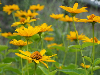 Blühende Sommerblume: Garten-Sonnenauge (Heliopsis helianthoides)