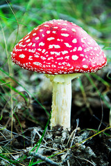 Amanita muscaria in the grass