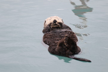 Seeotter im Hafen von Seward, Alaska