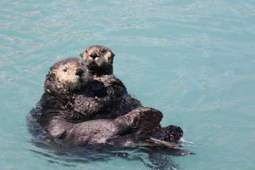 Seeotter im Hafen von Seward, Alaska