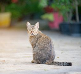 thai cat look at camera