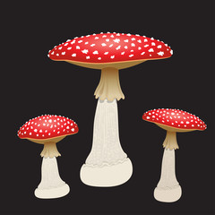 Three fly agaric mushrooms isolated on black background. Vector Illustration