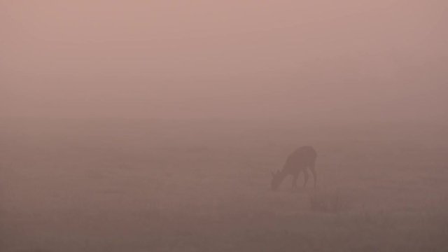 Reh im Morgennebel, D&auml;mmerung, Sommer