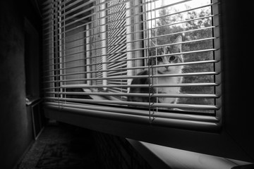 kitten sitting on the windowsill - 167091576