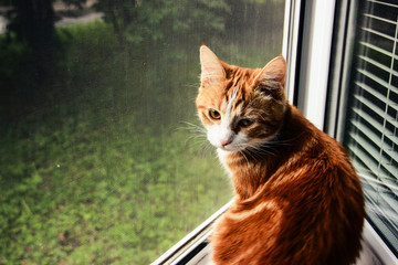 Red cat on the window - 167091581