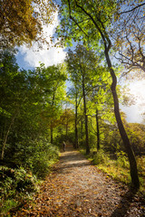 Autumnal Woodland Path in The Lake District