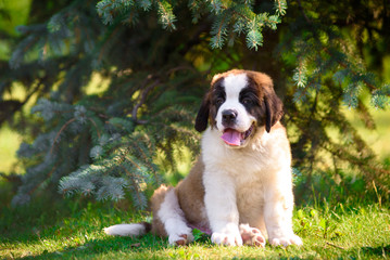 saint bernard