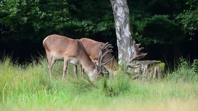 Zwei Rothirsch im Bast bei der Futtersuche, Sommer