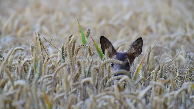 Rehkitz schaut neugierig aus Getreidefeld, Sommer