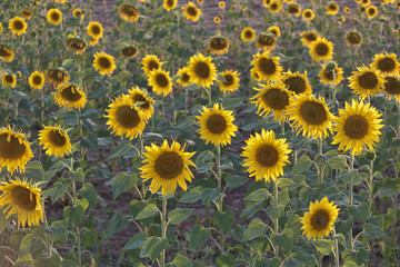 Field of sunflowers