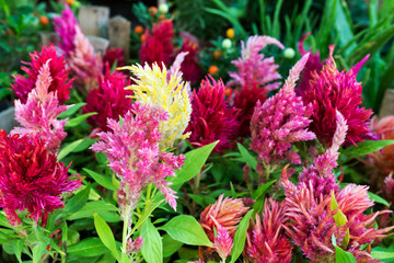 Colorful flowers
