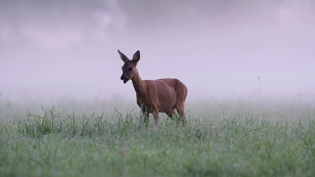 Reh auf Futtersuche, Morgennebel, Sommer