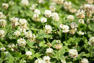 White flowers on a clover