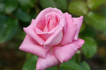 アドミラル・ロドニー