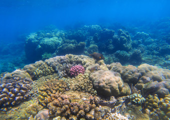 Beautiful undersea landscape with coral reef. Oceanic biosphere.