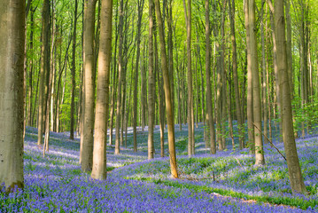 A beautiful forest with bluebells in Belgium. 