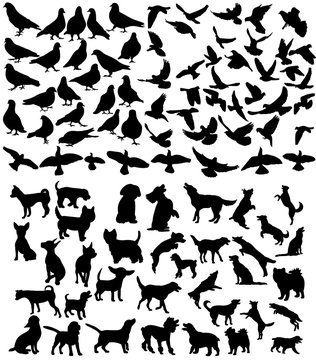 Vector, isolated big set of pets, silhouette of a dog and a bird, collection