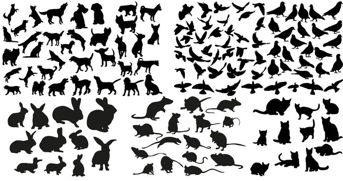 Vector, isolated silhouette of rat, cats and rabbits, dog and doves collection