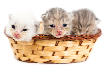 Fototapeta na wymiar Three newborn kitten in a basket on a white background