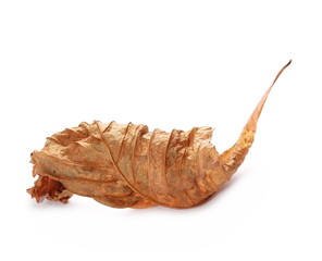 Dry chestnut tree leaves isolated on white background