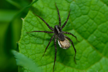 Jagdspinne mit Konkon