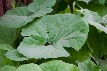 très belles grandes feuilles 