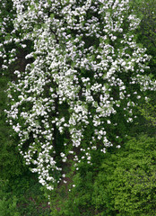 blossoming tree