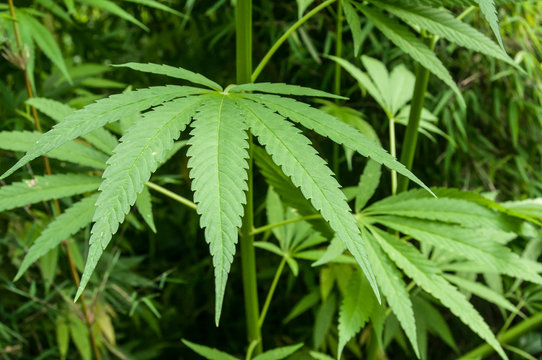 plant de cannabis