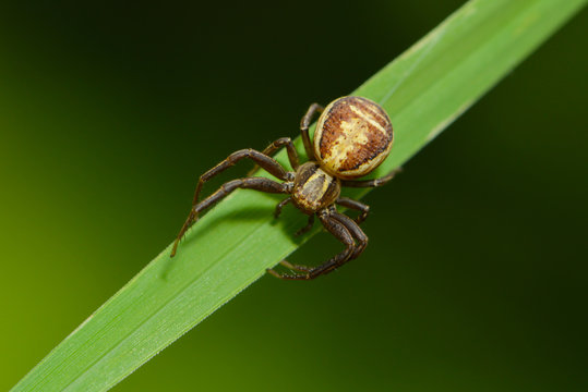 Spinne sitzt auf einem Blatt