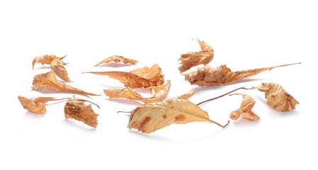 Dry chestnut tree leaves isolated on white background