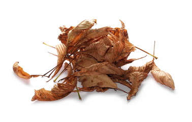 Dry chestnut tree leaves isolated on white background