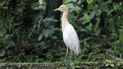 White bird with long legs in the forest.