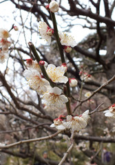 Plum flower blossom during spring at Baien in Atami Japan