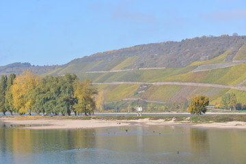 City of Kaub with grape leaves