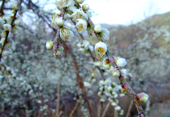 Plum flower blossom during spring with ice cover the petals