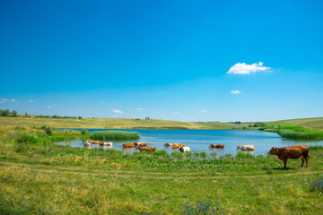 Cows graze and swim in the lake.