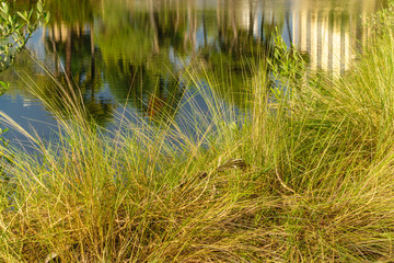 Grasses with reflection