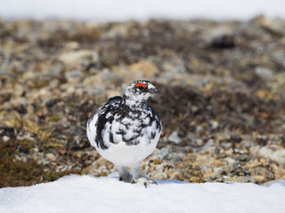 ライチョウ雄(rock ptarmigan)