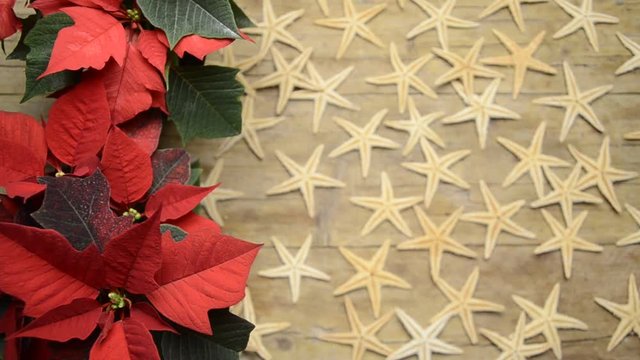 Euphorbia pulcherrima Poins&eacute;tia Poinsettia Božićna zvijezda Stella Պուանսետտիա di Weihnachtsstern &Alpha;&lambda;&epsilon;&xi;&alpha;&nu;&delta;&rho;&iota;&nu;ό Natale Pflanze 一品紅 بنت القنصل Молочай Wilczomlecz video nadobny красивейший