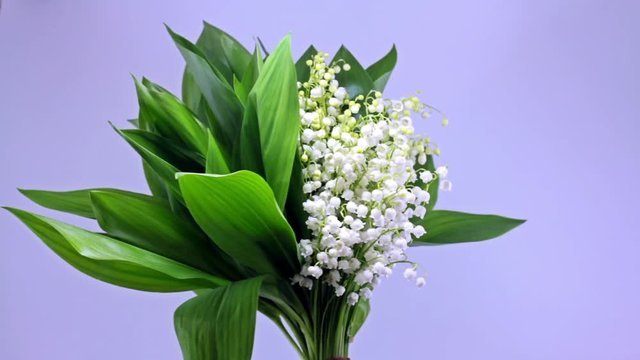 Forest Flower Lily of the Valley.