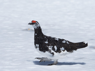ライチョウ雄(rock ptarmigan)