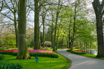 Flower  season of gardens in Keukenhof Amsterdam