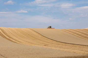 Fototapeta na wymiar Harvest of wheat