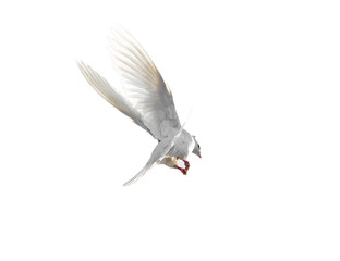 White dove in flight isolated on white background