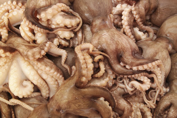 Octopus background