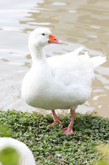 White Duck And Feet Having a Stretch Next To a Pond